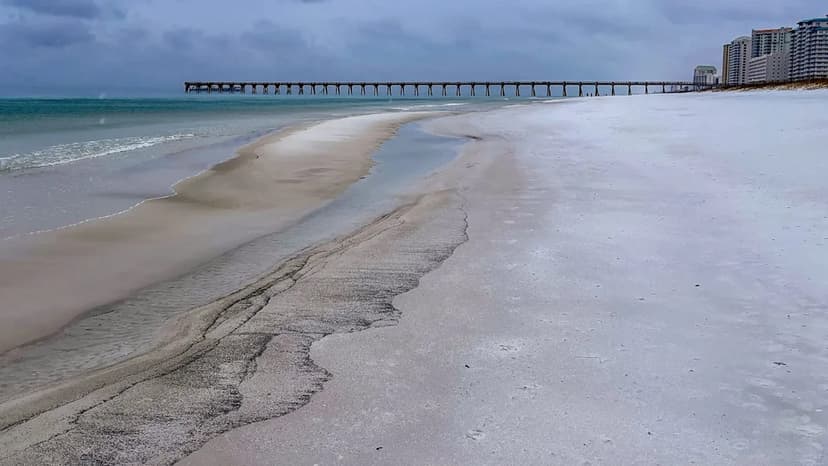 Rare Arctic Blast Freezes Iguanas Across Florida