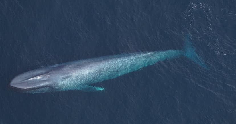 Blue Whales Spotted Off MA Coast in Rare Sighting