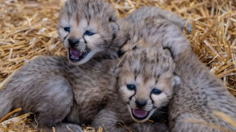 Rare Cheetah Cubs Born at UK Zoo