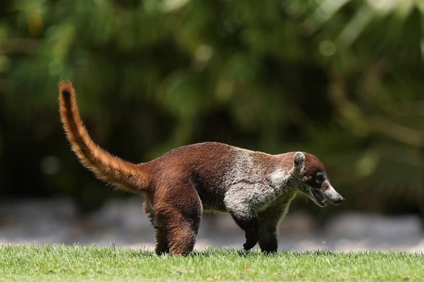 Arizona Firefighters Film Tropical Coati in Snowy Forest