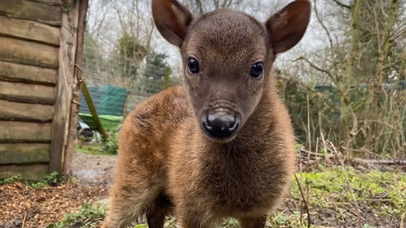 Help Name a Rare Philippine Spotted Deer Fawn