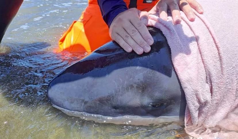 Rare Dwarf Sperm Whale Rescued in Taiwan
