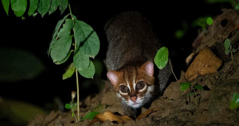 Elusive Wild Cat Rediscovered in Thailand After 30 Years