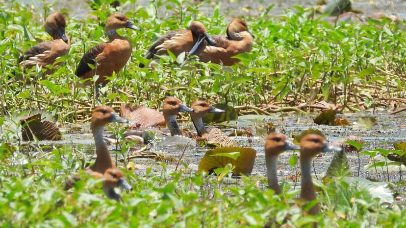 Rare Ducks Flock to Kerala Wetlands