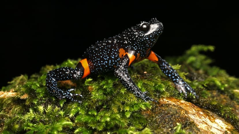 Starry Frogs Vanish: Wildlife Photography's Dark Side