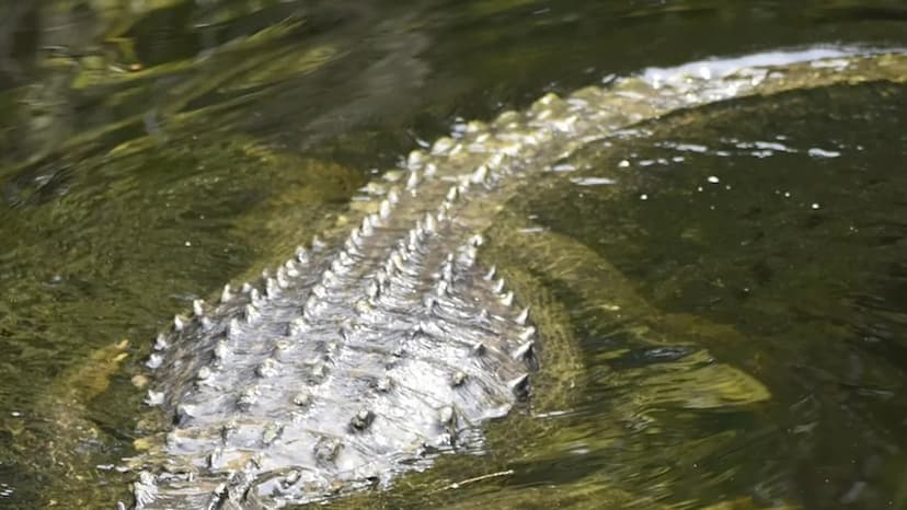 Rare Gharial Surfaces Near Odisha City Bridge