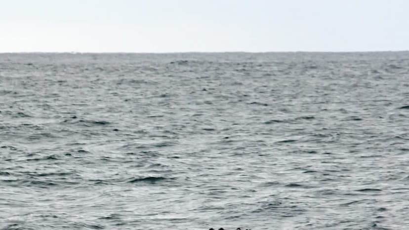 Elusive Ginkgo-Toothed Whale Finally Seen