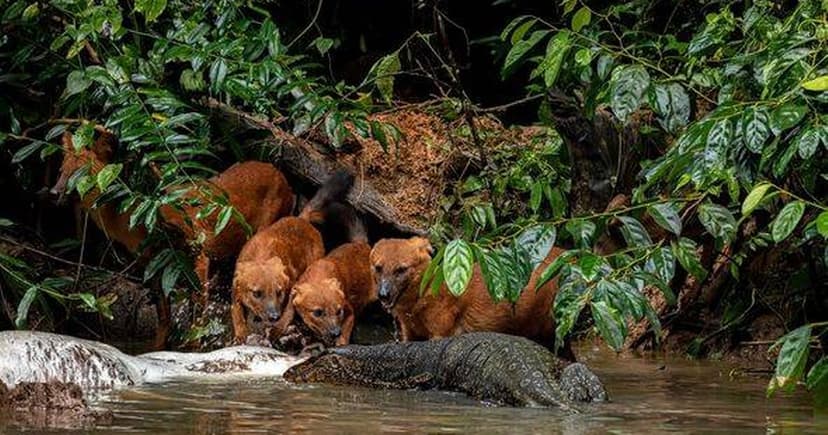 Rare Indian Wolf Pack Found Thriving in West Bengal
