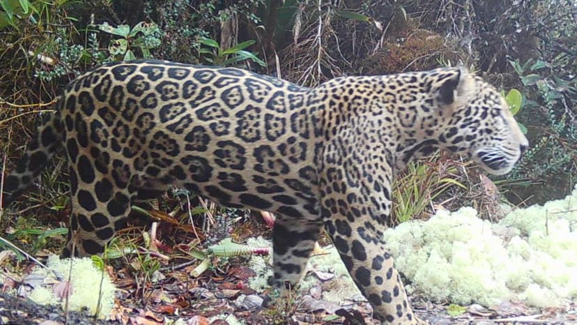 Rare Cloud Jaguar Sighting Revives Hope for Honduras