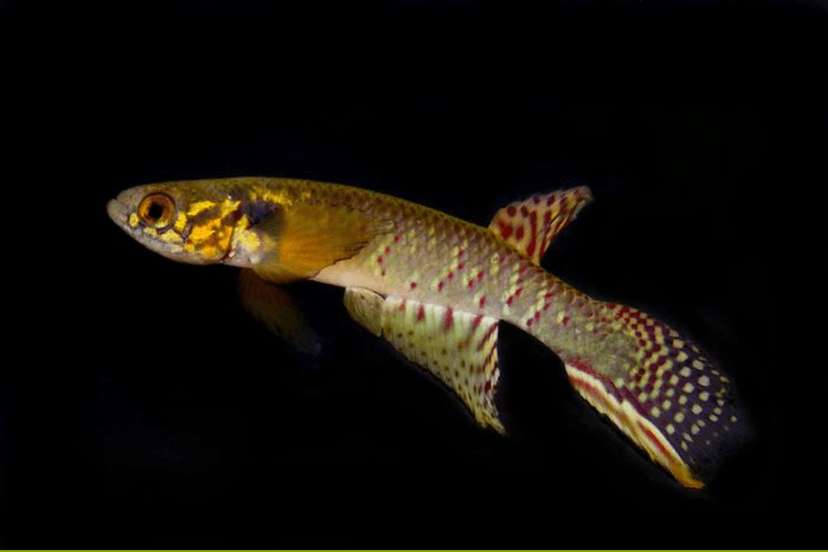 Rare Killifish Species Rediscovered in Bolivian Pond After 20 Years