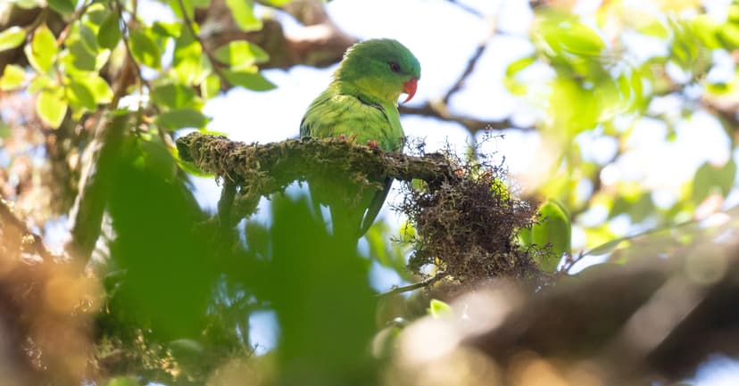 Lost Parrot Found: Indonesian Expedition's Triumph