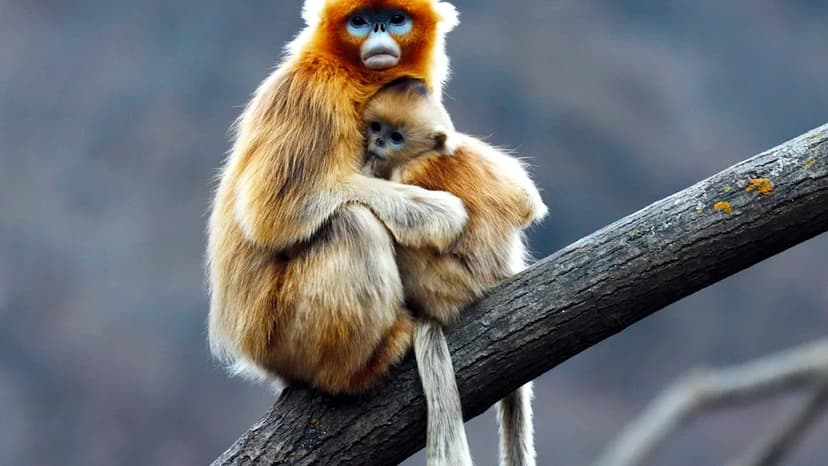 Rare Monkey Born in France: A Symbol of Hope