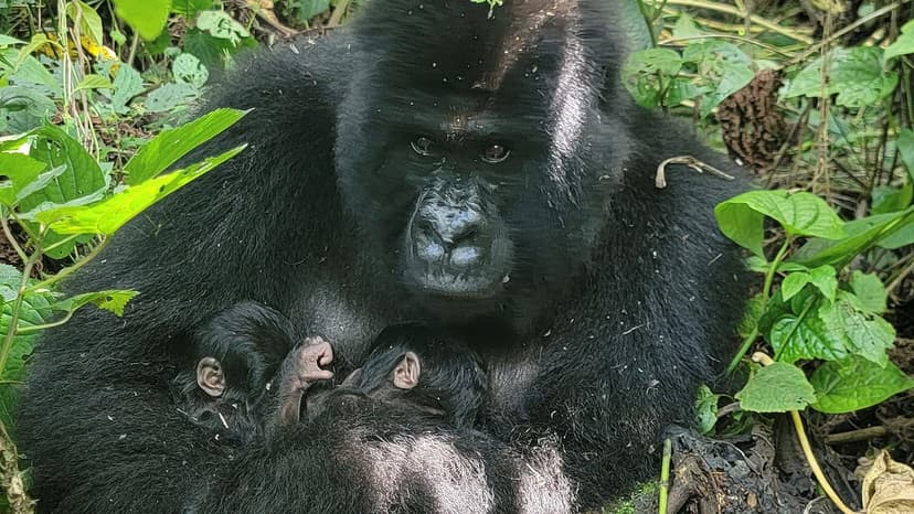 Rare Gorilla Twins Born in Congo Jungle