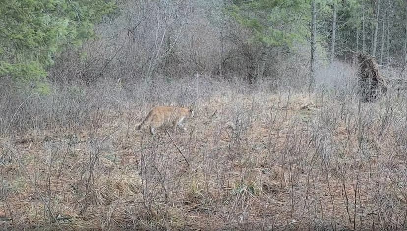 Rare Mountain Lions Spotted on Trail Cam