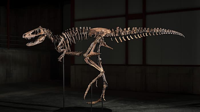Rare Nanotyrannus Fossil Fetches Millions at Auction