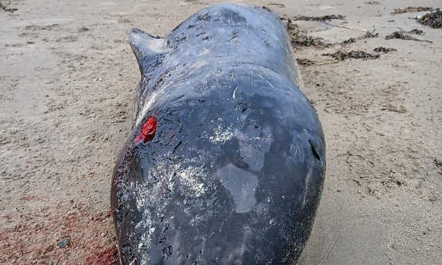 Arctic Unicorn Found Stranded in Ireland First Time