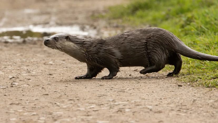 Rare Otter Attack Leaves Woman Bitten, Facing Rabies Treatment