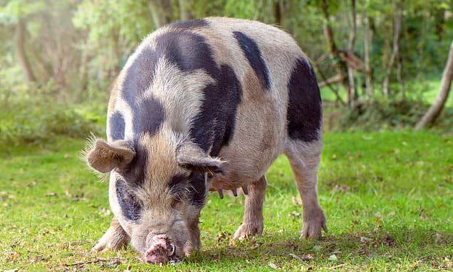 UK's Iconic Old Spots Now 'At-Risk' From Plummeting Numbers