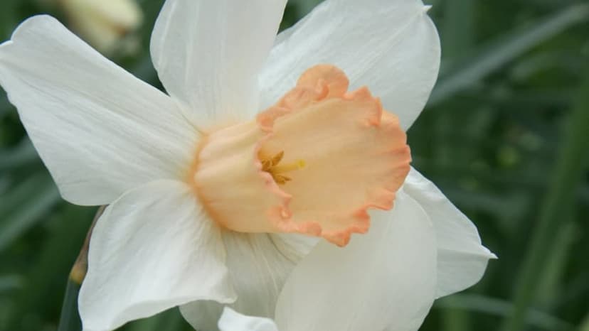 Rare Pink Daffodil Faces Extinction