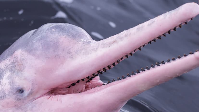 Rare Pink Dolphin Sighted Off Oman Coast!