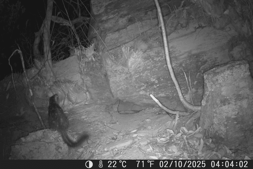 Rare Marsupial Spotted After 90 Years in Queensland