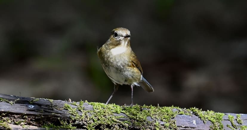 Rare Blue-tailed Robin Spotted in England!