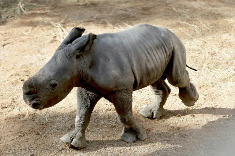 Rhino Calf Born in Spain Signals Hope for Endangered Species
