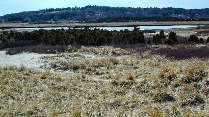 Pink Bird Lands in MA: Rare Sighting Stuns Birders