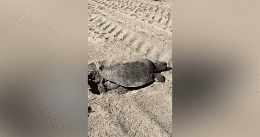 Sea Turtle Nests on California Beach for First Time