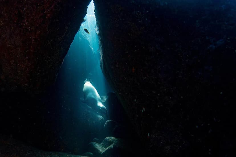 Seals Seek Refuge in Hidden Underwater Caves
