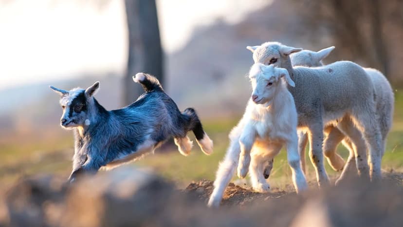 Baffling 'Geep' Born: Sheep-Goat Hybrid Shocks Farm
