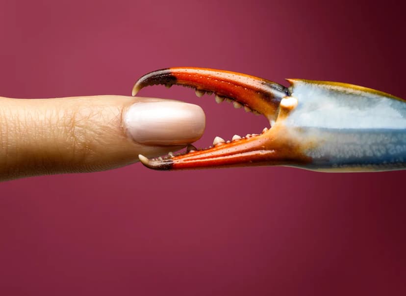 Rare Crab Species Found With Male and Female Traits