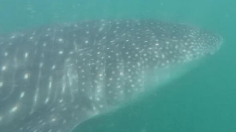 Divers Encounter Giant Endangered Whale Shark