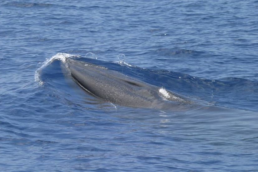 Rare Whale Faces Extinction from Oil Drilling