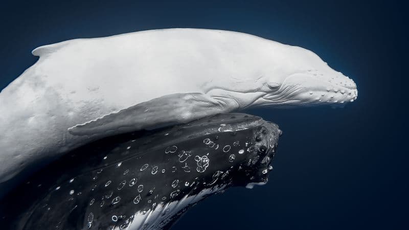 Rare White Whale Calf Wins Top Photography Prize