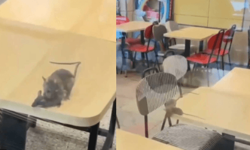 Rats Invade McDonald's Dining Area in Gujarat