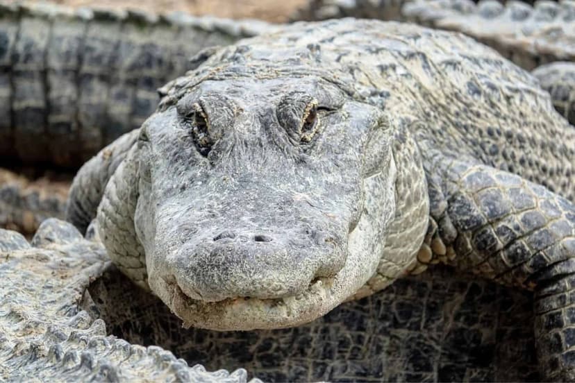 Massive Diamondback's Unbothered Swim in Hilton Head Pool