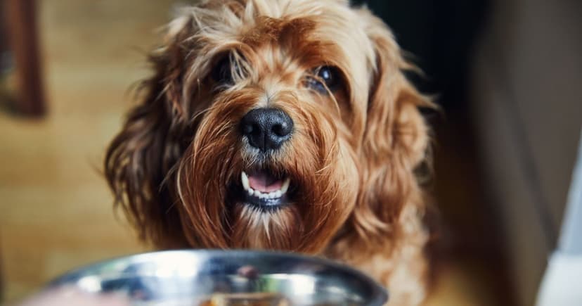 Raw Pet Food Danger: Bacteria Found in Popular Products