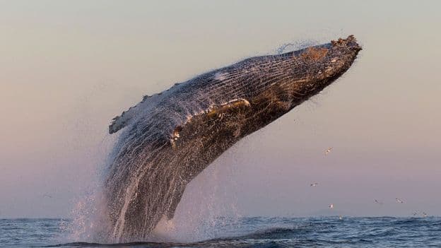 304 Humpbacks Spotted: A Whale Comeback Story