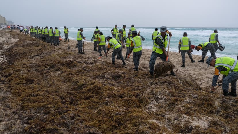 Record Seaweed Blob Explodes, Another Vanishes!