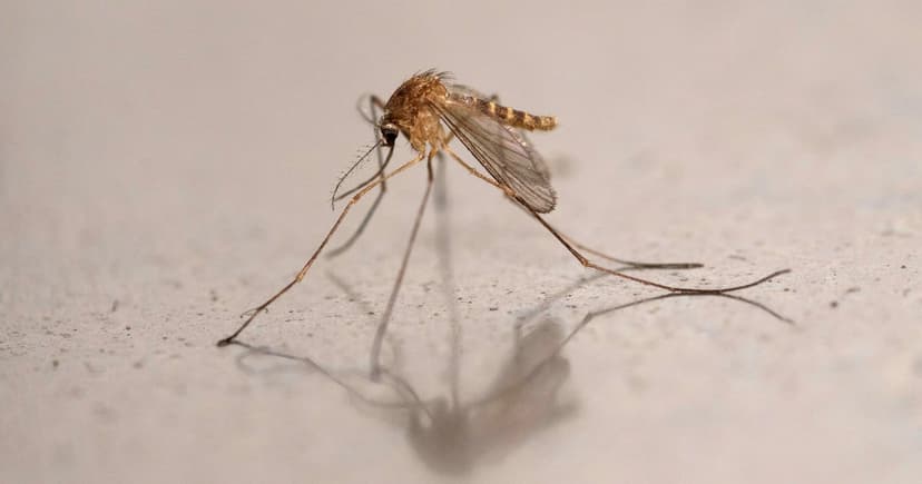 Twin Cities West Nile Cases Hit Record High