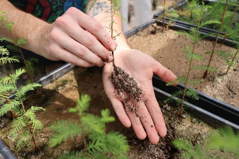Bacteria Boost for Salty Cypress Trees
