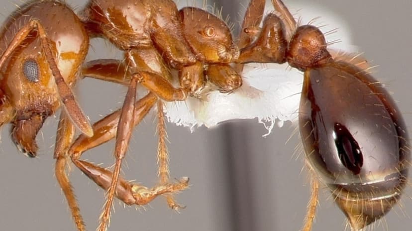 Sydney Yard Alerts: Invasive Fire Ants Found!