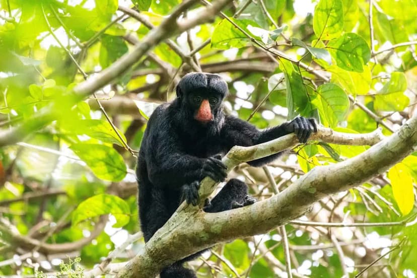 Monkey's 'Hack' Unlocks Toughest Rainforest Fruits