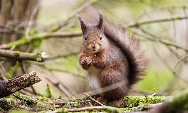 Red Squirrel Emoji Petition Launched to Save Endangered Species