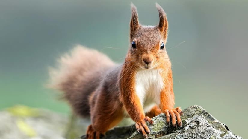 Red Squirrels Face Extinction in England Within 25 Years