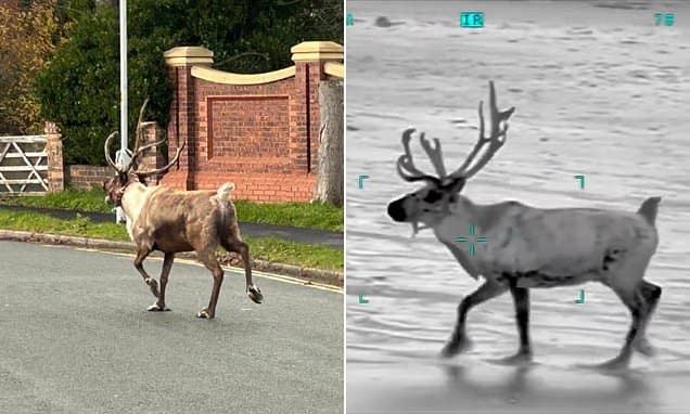 Reindeer Escape Sparks Major Christmas Rescue Operation