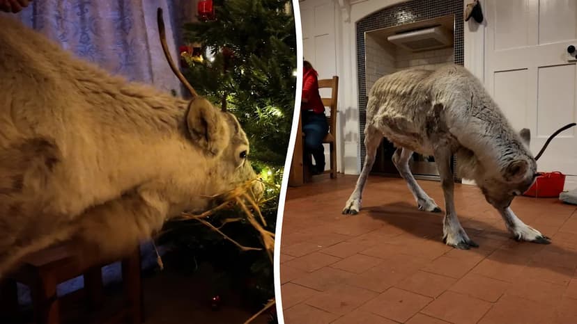 Reindeer Acts Like Dog on English Farm