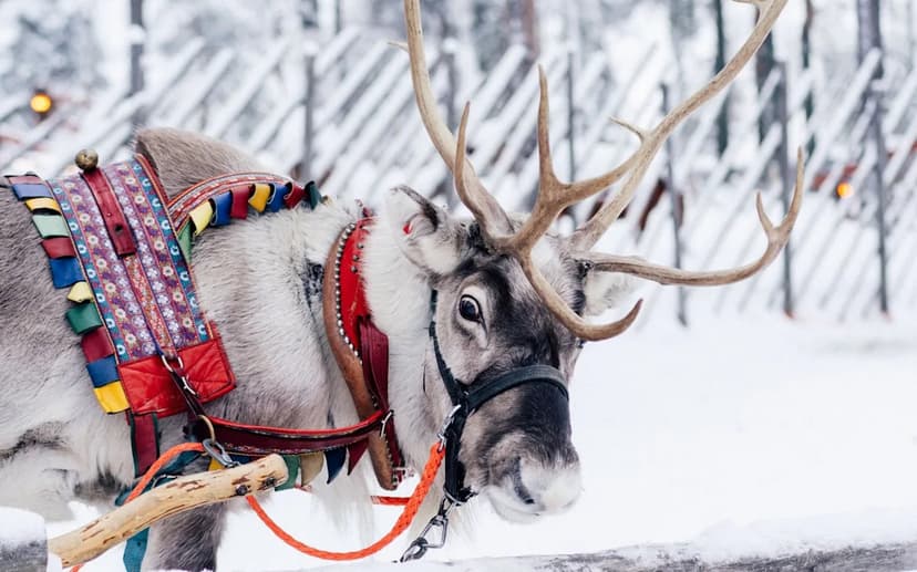 Reindeer Suffer at Christmas Events, Charities Warn