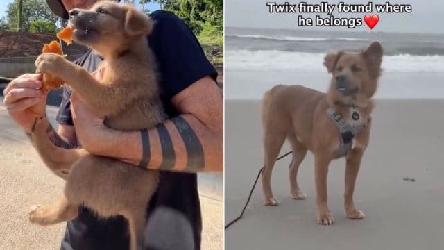 Lost Dog's Heartwarming Journey Home